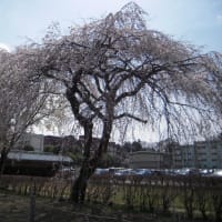 小山桜まつりの下見(^_^;)