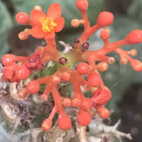 サンゴアブラギリ - 自宅鉢植え