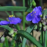 散歩道板橋幸町団地　たくさんのアイリスの花たち　　　　67