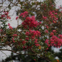 長岳寺 旧地蔵院に咲く秋の花々
