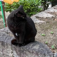 歓迎して来た茶2匹。