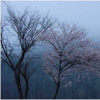 桜探しの旅