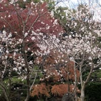 四季桜