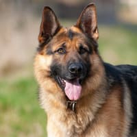 🐶犬は電磁波を感知する