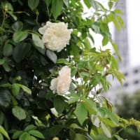 横浜 “山下公園” 『 バラ始まり 』．．． ！！【2024.4.26（金）】