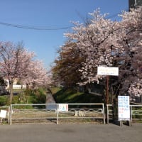 「2014年の京都・松ヶ崎の桜シーズン終了しました」