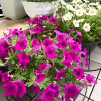 暑くても元気な花達