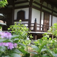 紫陽花の季節
