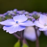 19/May 富士山🗻とサンコウチョウと紫陽花とアルストロメリアとカワセミ幼鳥