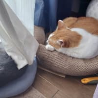 散歩ムリ！！！