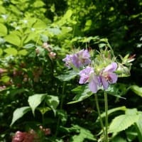 この花なんだろ、気になる気になる♪