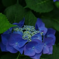 紫陽花