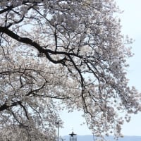 桜花爛漫 火の見櫓と桜 in 松本市寿南