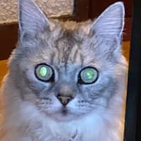 市場にもいろいろある