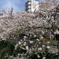 東中野の桜　2024