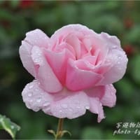 雨中の薔薇⑨