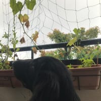 はじまりはいつも雨〜♪