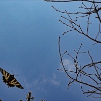 飛翔  ～ギフチョウ～