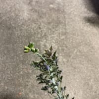 我が家のの多肉植物2025