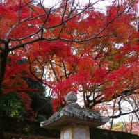 比叡山　紅葉だより