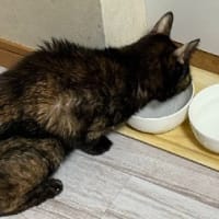 頭まっしろ・・・・・