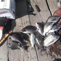 明日は釣り