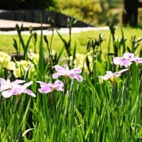 今治市大西町の藤山健康文化公園で菖蒲が咲いています