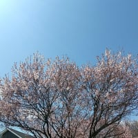 桜🌸 桜🌸 桜🌸