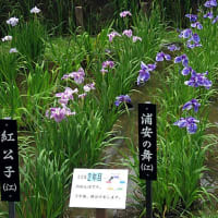 しょうぶ沼公園