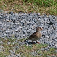 平城宮跡で野鳥写真展開催中！・・・夏鳥たちの小さな写真館