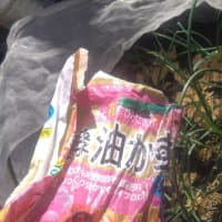 玉ねぎ　１月の追肥