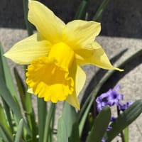 春の草花が一斉に庭に咲きました！
