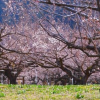 ２０２５・３・２７　ながの百景・ろうかく梅園。今年は長野も梅の開花が遅れているような気がする。