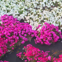 終了間際の桜と芝桜のコラボ
