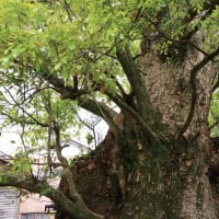 愛媛県西条市、壬生川「森岡神社のクスノキ」（保存樹木）です！！