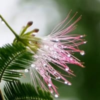 雨上がりの朝