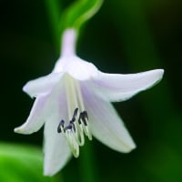 花は”みんな違ってみんな良い”