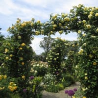 港の見える丘公園　イングリッシュガーデンの庭　２