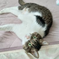 人もインコもダイエットは大変…