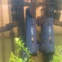 黄昏水槽にめぐる命