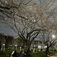 あまり桜を楽しめなかった関西紀行（2024年3月～4月）（Day-2-5 ）（6）