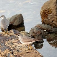 05/30探鳥記録写真：狩尾岬の鳥たち（キアシシギ三昧、）
