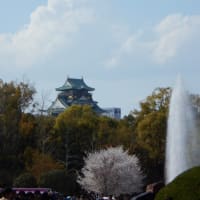 大阪城の桜