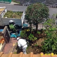 天候不順によって作業日程は順延送りにやっと動いた庭木伐採作業