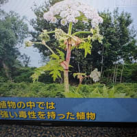 バイカルハナウド