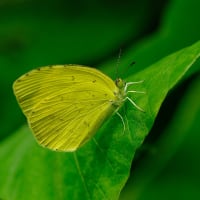 沼のそばでキタキチョウ