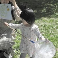 ちびっこ遊び隊！通信　2024年5月15日(水)旭山記念公園で「たんぽぽあそび♪」