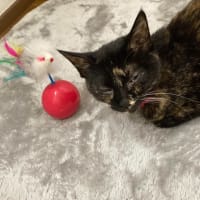 わが家のFIP事情②