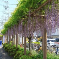 蓮華寺池公園から自転車で藤枝駅へ（２０２４年４月）
