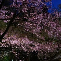 「春の四重奏」と高遠コヒガンザクラの夜桜ライトアップ